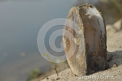 Shell the mussels at the beach. Sandy bank of the Vistula. Stock Photo