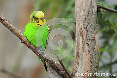 Shell parakeet Stock Photo