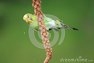 Shell parakeet Stock Photo