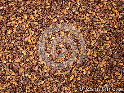 Shell of pine nuts cracked from squirrels Stock Photo