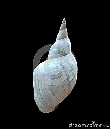 Shell of a pond snail. Stock Photo