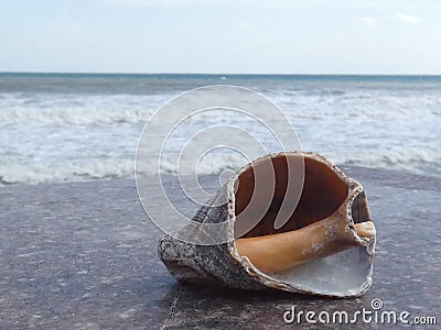 Shell of a rapana Sea shellfish living in the Black Sea Stock Photo