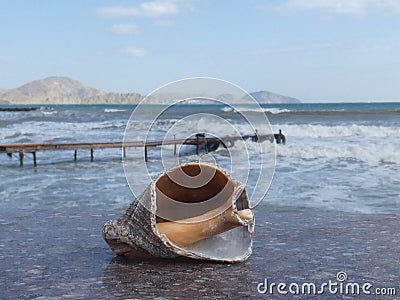 Shell of a rapana Sea shellfish living in the Black Sea Stock Photo