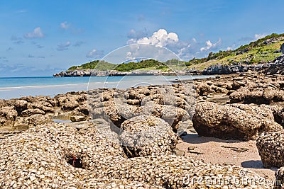 Shell rock solid and sea background texture Stock Photo