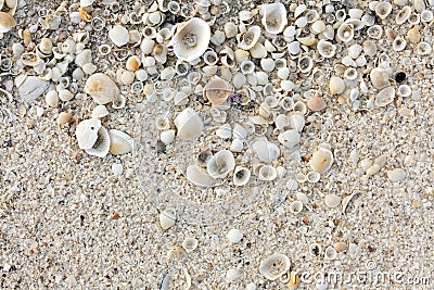 Shell sand background Stock Photo