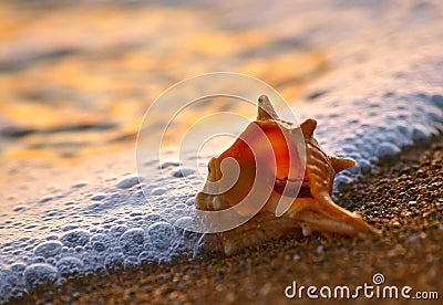 Shell on sand beach Stock Photo