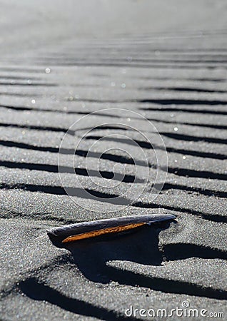 Shell in sand Stock Photo