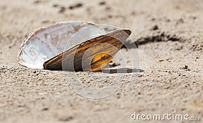 Shell in the sand on the lake Stock Photo