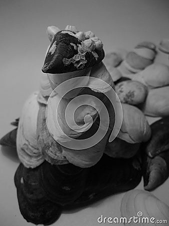 Shell sculpture. Natural abstraction. Stock Photo