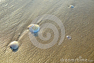 Shell sea on sand beach Stock Photo