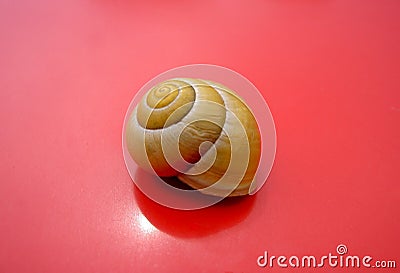 Shell of snail yellow on red background Stock Photo