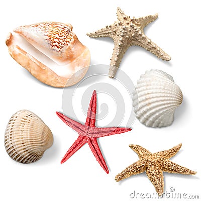 Shell Stock Photo