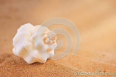 Shell in the sun Stock Photo