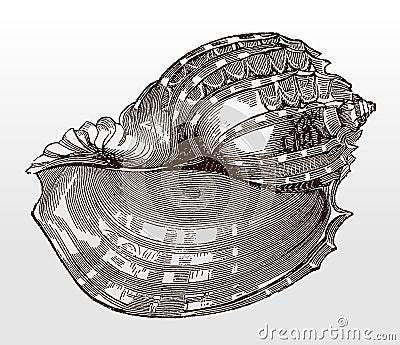 Shell of the ventral harp, harpa cabriti Vector Illustration