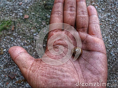 The shell, where the sea shells live Stock Photo