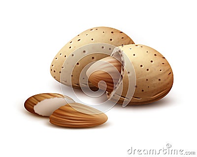Shelled, unshelled almond nuts Vector Illustration
