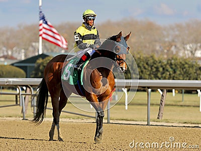 Shelley Ann Winning Filly Editorial Stock Photo