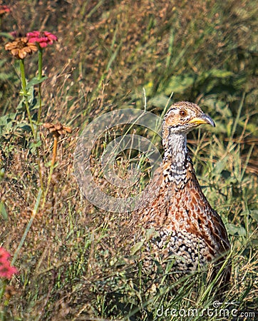 Shelley`s francolin Stock Photo