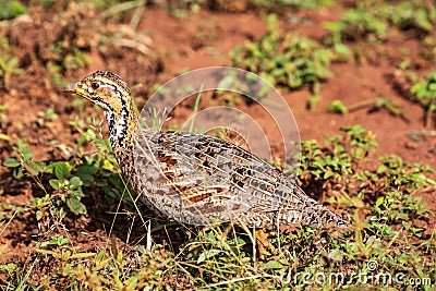 Shelley's Francolin Scleroptila shelleyi in Ithala Game Reserve, KwaZulu-Natal, South Africa Stock Photo