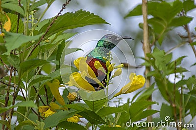 Shelley`s sunbird. Chamo Lake, Ethiopia. Africa Stock Photo