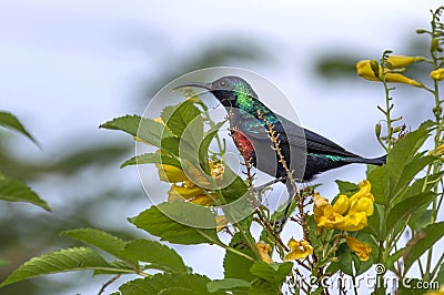 Shelley`s sunbird. Chamo Lake, Ethiopia. Africa Stock Photo