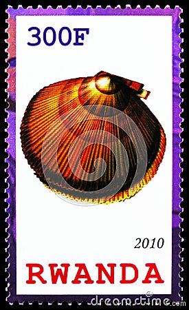 Shellfish, Argopecten gibbus, the Atlantic calico scallop, Shells serie, circa 2010 Editorial Stock Photo
