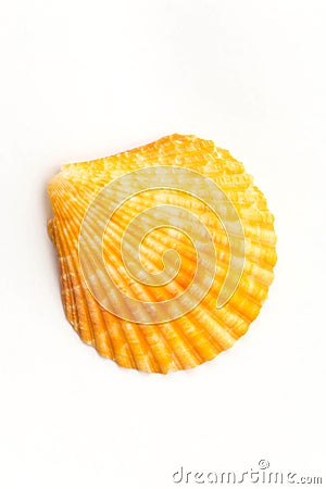 Shellfish Stock Photo