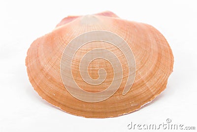 Shellfish Stock Photo