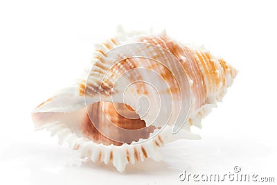 Shellfish Stock Photo