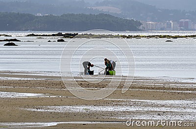 A shellfish collector and two shellfish collectors shellfishing, crouching, in the sand to extract mussels and clams on a beach. Editorial Stock Photo
