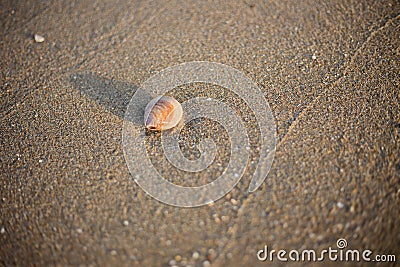Beautiful Shellfish on the sandy beach with the morning sun Stock Photo