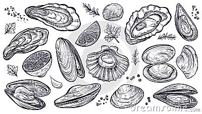 Shellfish seafood, vector hand drawn set. Oysters, mussels, scallop and other. Vector Illustration