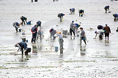 Shellfishers collecting bivalves in Galicia, Mariscadores Editorial Stock Photo