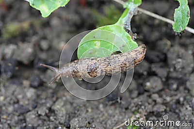 A shellless snail, slug eating young vegetables, sprouting radish in the spring in a vegetable garden. Stock Photo