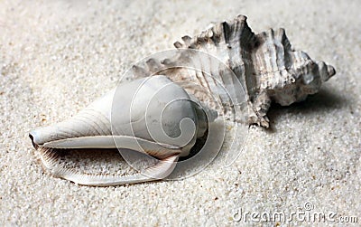 Shells Stock Photo