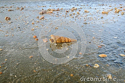 Shells that appear after dropping the sea. Stock Photo