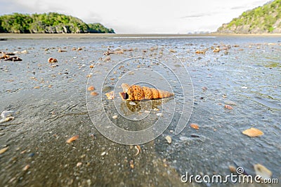 Shells that appear after dropping the sea. Stock Photo