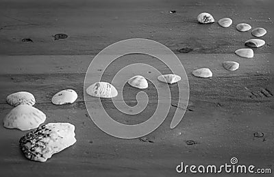 Shells arranged in a curved line Stock Photo