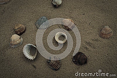 Shells on the beach Stock Photo