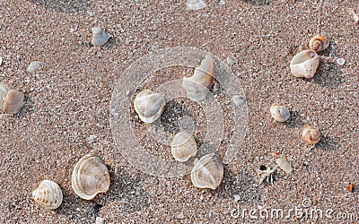 Shells on the beach Stock Photo