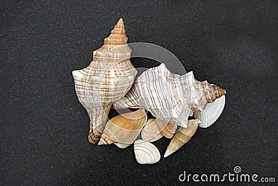 Shells on Black Sand Stock Photo