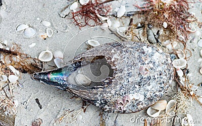 Shells on Captiva Island, Florida Stock Photo