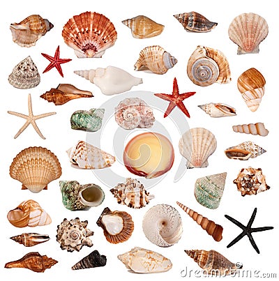 Shells collection Stock Photo