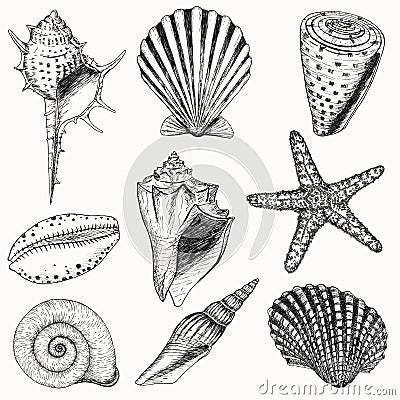 Shell set Vector Illustration