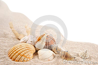 Shells, Coral and Dried Sea Urchins on the sand as background Stock Photo