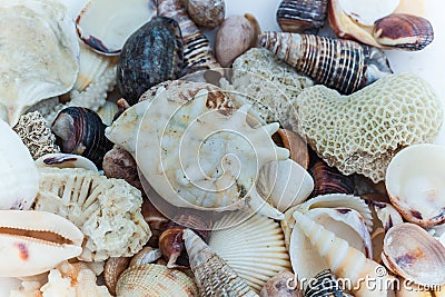 Shells and corals Indian Ocean Stock Photo