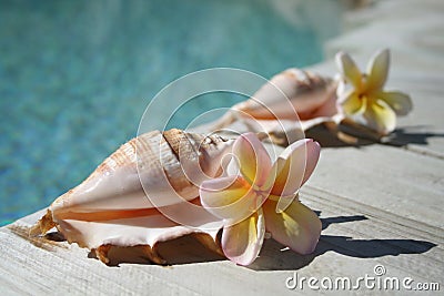 Shells & Frangipanis Stock Photo