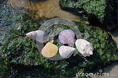 Shells on green rocks beach Stock Photo