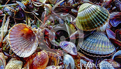 Shells of marine bivalve mollusks in storm discharges - Monodacna sp., Cerastoderma sp., Mytilaster lineatus Stock Photo