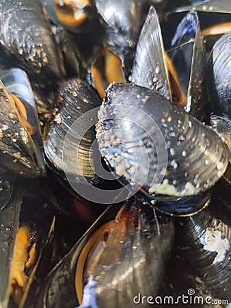 shells, mussels for food in summer in italiy Stock Photo